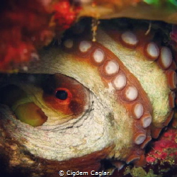 octo by Cigdem Caglar 